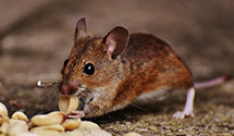 24 Hour & Emergency Exterminators in Overton, TX